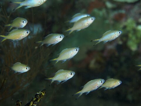 A small school of blue-green Green Chromis (Chromis viridis) swims in the bluish waters of a coral reef, at the Spice Reef dive site, Penyapangan, Bali, Indonesia