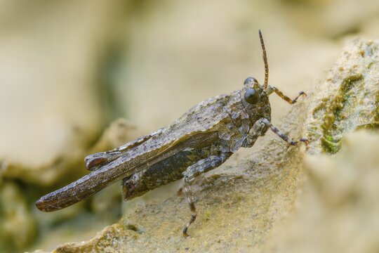 Cepero's groundhopper, sand groundhopper, tetrix ceperoi, western spinhopper, grasshopper, grasshopper, grasshopper, grasshoppers, insects