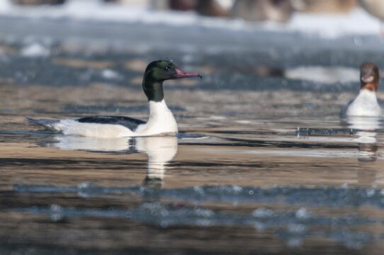 Goosander, goose s&auml;ger, mergus merganser, anatidae, birds, ice, duckbirds, ice, male, snow, sawyer, birds, waterbirds, waterbirds, winter