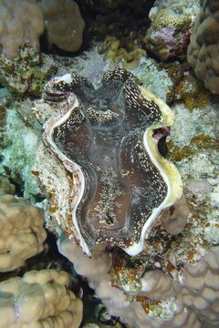 Maxima clam (Tridacna maxima), Panorama Reef Dive Site, Hurghada, Egypt, Red Sea