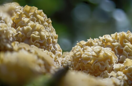 Bear skull, faisterling, fat hen, jewbeard, curly hen, curly goatbeard, giant morel, sparassis crispa, goatbeard, cauliflower fungus, fungi, fungus, mushrooms