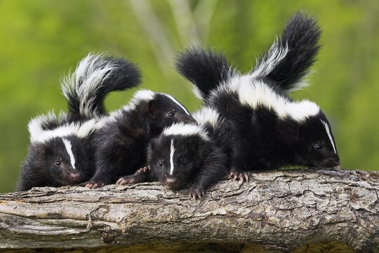 Skunk (Mephitis mephitis), Minnesota, USA: Four young skunks are standing on a tree trunk in the green forest