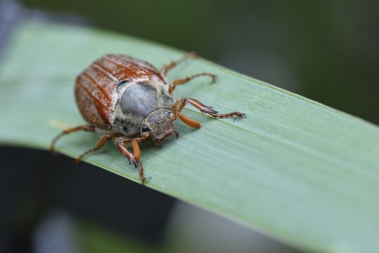 Northern cockchafer (Melolontha hippocastani), male, walking on a leaf of a broad-leaved bulrush (Typha latifolia), Wilnsdorf, North Rhine-Westphalia, Germany