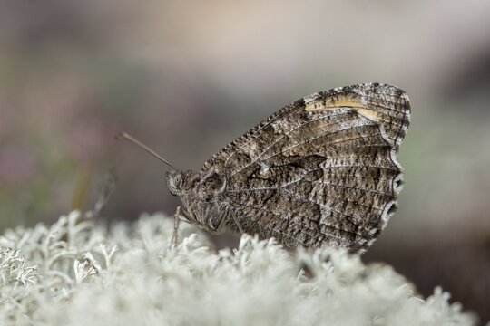 Hipparchia semele, ochre velvet butterfly, rock grayling, rust bandage, butterfly, grayling, insects, butterfly, butterflies, butterflies