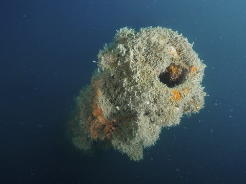 Cannon tube covered with algae in murky seawater. Giuseppe Dezza wreck dive site, Pula, Croatia, Mediterranean