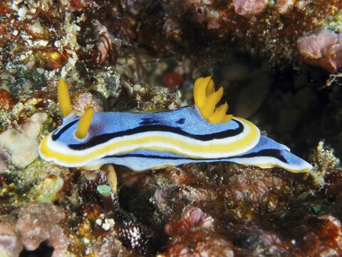 A blue and yellow nudibranch with serrated gills, Elisabeth's Chromodoris (Chromodoris elisabethina), in a coral reef, dive site SD, Nusa Ceningan, Nusa Penida, Bali, Indonesia