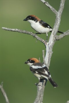 Lanius Senator, red-headed shrike, woodchat shrike, birds, Bulgaria, female, high size, portrait format, male, passeri, songbirds, birds, female, shrike