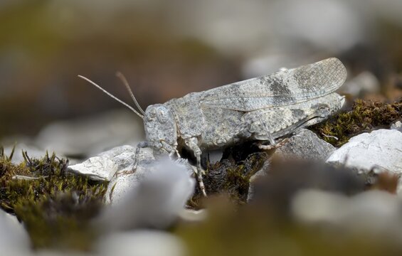 Acrididae, caelifera, field locusts, gomphocerinae, grasshoppers, short-feeler, Oedipoda germanica, red-winged wasteland scare, grasshoppers, grasshoppers, insects, red-winged grasshoppers, wasteland scare