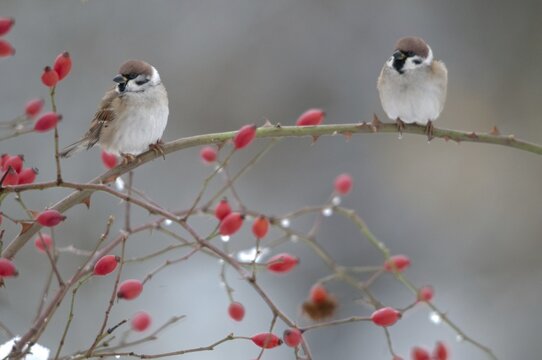 Tree Sparrow, Dog Rose, Passer Montanus, Rosa Canina, Rosaceae, Rose Family, Sparrow, Autumn, Birds, Dog Rose, Flora, Rose Hip, Autumn, Passeri, Plants, Songbirds, Sparrow, Sparrow, Sparrow, Sparrow, Sparrow, Sparrow, Sparrow
