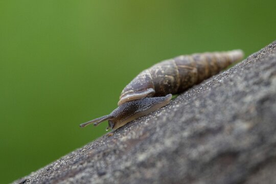 Cochlodina laminata, smooth sphinge, plaited door snail, gastropod, mollusca, snails, molluscs