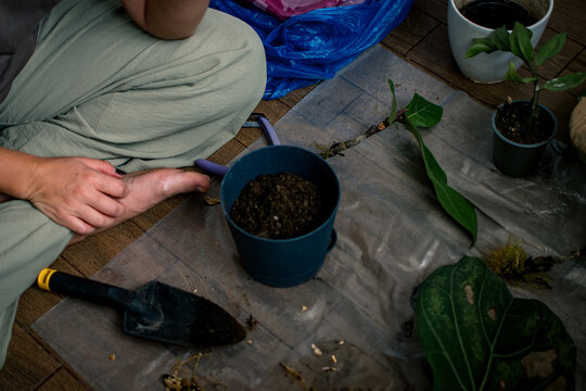 The process of repotting or caring for a houseplant. A close-up of a young ficus (Ficus lyrata) is shown in the center of the frame, with its characteristic large green leaves.