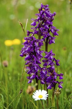 Small orchid, fool's cap, orchids, orchid family, orchis morio, salep orchid, satyrion, Sweden, stendelwurz, flora, green-veined orchid, green-winged orchid, high size, portrait format, plants, Sweden, &Ouml;land