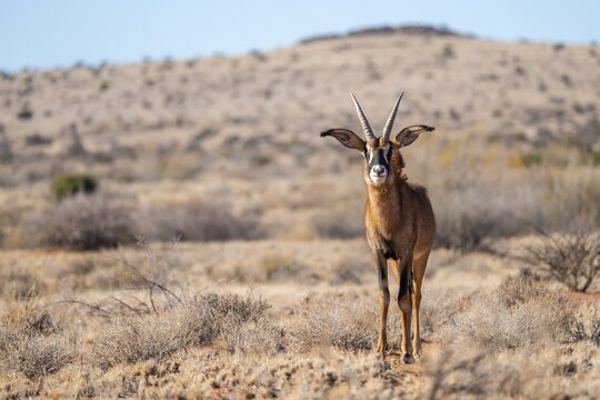 Juvenile roan antelope (Hippotragus equinus) standing in the grasslands, South Africa