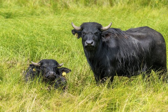 Bavaria, Bubalus Arnee, Even-t&ouml;d Ungulate, Upper Palatinate, Paarhufer, Tirschenreuth, Waldnaab, Waldnaabaue, water buffalo, wild willows Waldnaabaue, extensive grazing, mammals, mammals