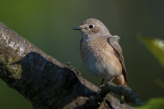 Garden redtail, Phoenicurus phoenicurus, redstart, birds, female, garden birds, passeri, songbirds, birds, female