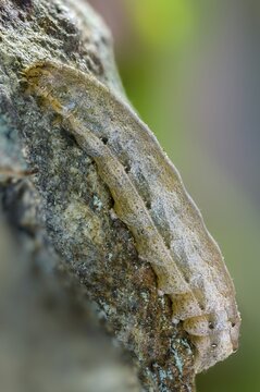 Broad-bordered yellow underwing, colorful ribbon owl, yellow ribbon owl, noctua fimbriata, high size, portrait format, inchworm, insects, moths, moths, moths, caterpillar, butterflies