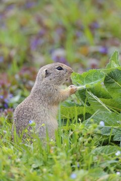 An adult ground squirrel (Spermophilus citellus) eats leaves and flowers on a cloudy day in a green meadow with tall vegetation. Austria