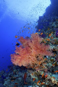 Hemprichs tree coral (Dendronephthya hemprichi) and group of sea goldie (Pseudanthias squamipinnis), Ras Mohammed National Park dive site, Sinai, Egypt, Red Sea
