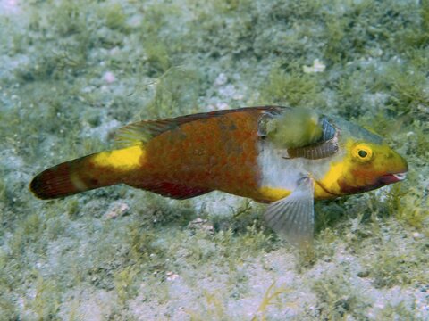 A Mediterranean parrotfish (Sparisoma cretense) with yellow and brown hues swims amongst aquatic plants, two fish lice (Anilocra), parasites, have attached themselves to it, dive site: Risco Verde, Arinaga, Gran Canaria, Spain, Europe, Atlantic Ocean