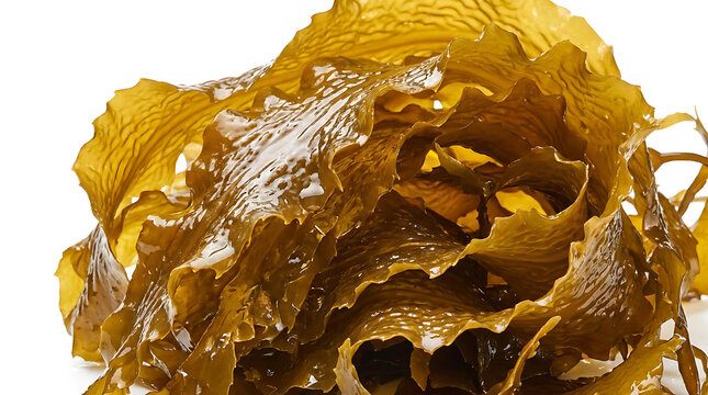 Fresh raw wakame seaweed leaves, healthy edible brown algae, organic marine vegetable, isolated on white background