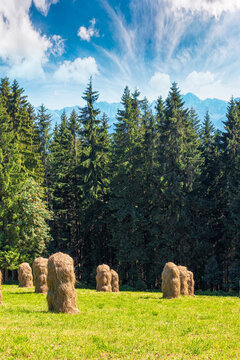 rural landscape with coniferous forest on a green hill. spruce trees on grassy meadow in tatra mountains. summer vacation in poland