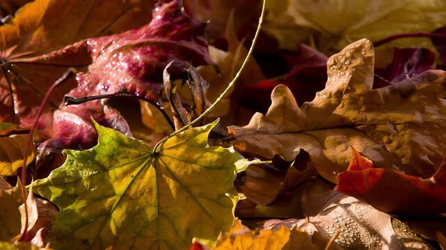 Rain Drops on the Autumn Leaves. The wet fallen autumn leaves are illuminated by bright sunlight, slowly rotate in front of the camera