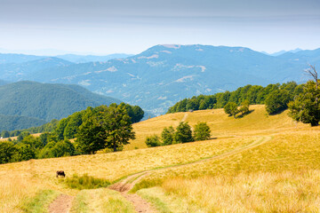 Obraz premium mountainous countryside landscape in late summer. alpine meadow and beech forest on top of a hill. mountain ridge in the distance. sunny afternoon weather with clouds on the blue sky