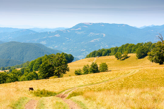 mountainous countryside landscape in late summer. alpine meadow and beech forest on top of a hill. mountain ridge in the distance. sunny afternoon weather with clouds on the blue sky