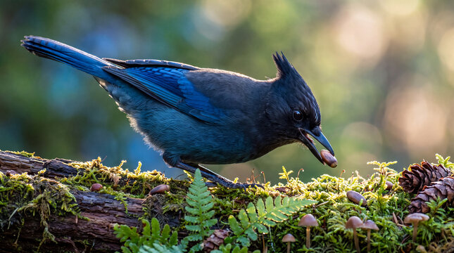 Wild Steller's Jay songbird displaying vibrant blue and black plumage while foraging and holding a small brown acorn in its beak on a mossy forest log