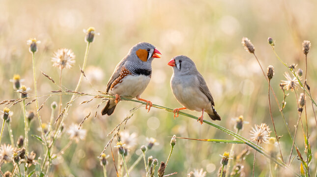 Pair of wild Zebra Finch birds interacting face to face while perched delicately on a thin grassy stalk in a bright sunny spring meadow natural habitat