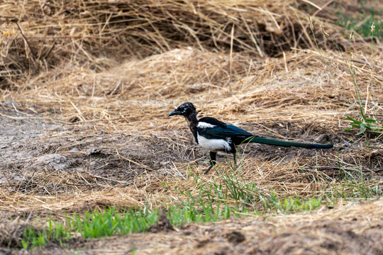 Injured Eurasian magpie (Pica pica) walking on dry grass after a sparrowhawk attack. The bird's feathers on its head and neck are visibly disheveled and damaged.