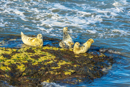 Three Grey Seals resting and basking on a seaweed-covered rock surrounded by blue foaming sea at Flamborough Head on the Yorkshire Coast, UK. Horizontal. Copy space
