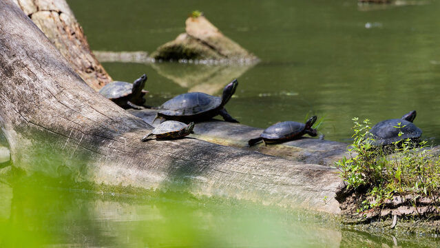 Freshwater turtles basking on a fallen log in a pond
