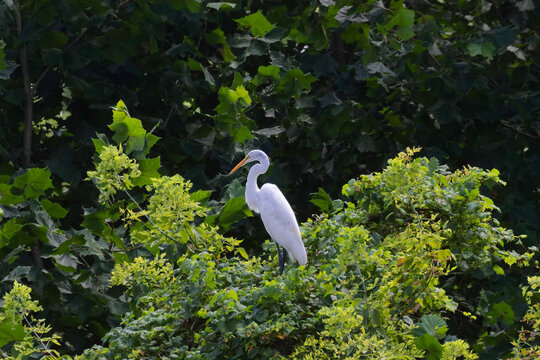 The great egret (Ardea alba). This bird also known as the common egret, large egret, or  great white egret or great white heron.
