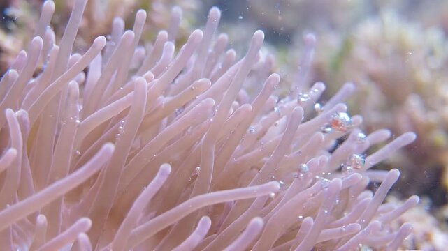 Slow motion close up of sea anemone tentacles swaying and undulating over rocky reef substrate in shallow underwater aquarium with soft pastel pink lighting and bubbles