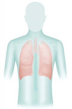 Medical illustration of a front-facing human upper body with translucent torso revealing lungs, trachea, and bronchi in anatomically accurate proportions, simplified silhouette
