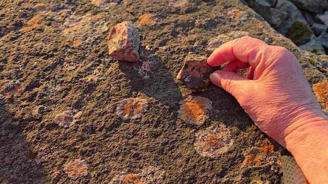  Hands Holding and Inspecting Smooth Pebbles on Rocky Shore. Norway, Toska. August
