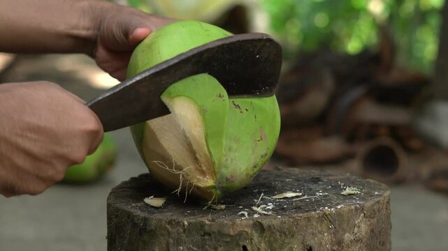Coconut Seller Chopping Fresh Green Coconut With Machete Outdoor. Street Vendor Cutting Tender Coconut Shell With Large Knife In Tropical Indian Village. 