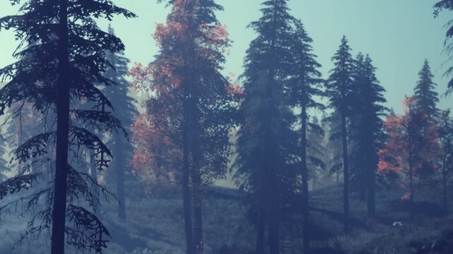 The scene shows a forest with tall trees shrouded in fog during early morning hours. Some trees have leaves in bright colors. The ground is partly visible with shadows and light patterns.