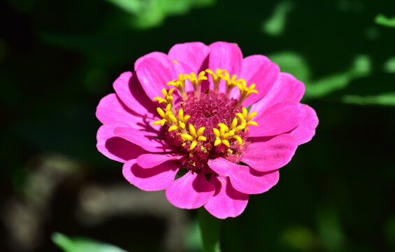 Nahaufnahme einer rosa Zinnie