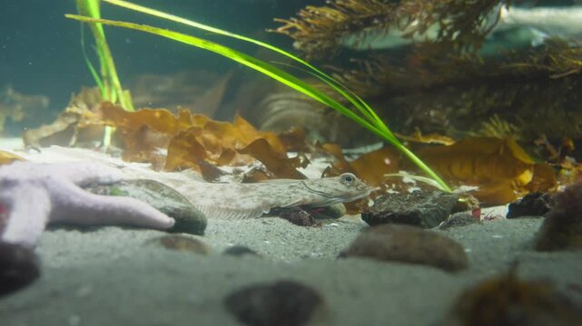 Flatfish or sculpin camouflaged on sandy bottom with kelp and sea star in cold water aquarium