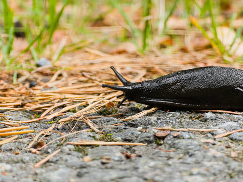A close-up shot of a large black slug moving slowly across an asphalt surface scattered with dry pine needles and green grass in the background.