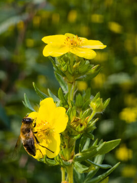 A close-up shot of a hoverfly pollinating a vibrant yellow cinquefoil flower growing on a green shrub in a sunny garden.