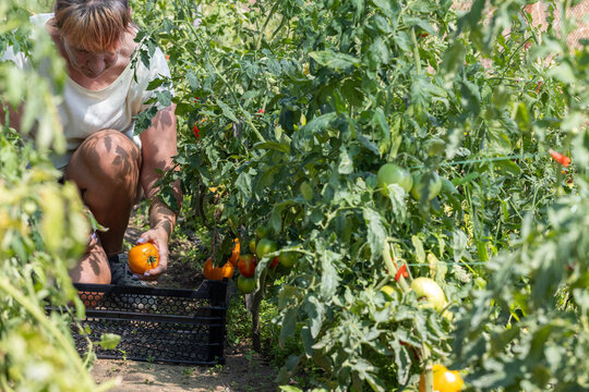 Woman harvesting ripe yellow tomatoes in organic garden