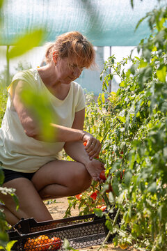 Woman harvesting organic tomatoes in greenhouse during summer