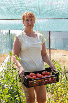 Woman harvesting ripe organic tomatoes in greenhouse