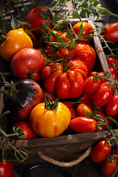 Colorful heirloom tomatoes displaying fresh harvest in wooden crate