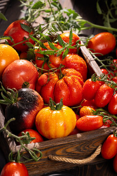 Fresh heirloom tomatoes in wooden crate after harvest