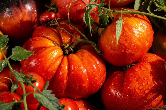 Freshly harvested heirloom tomatoes with water drops