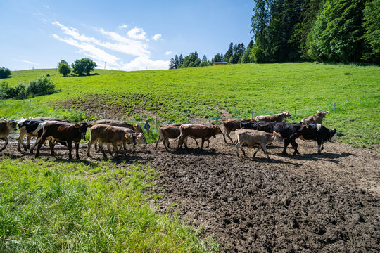 Gruppe von Braunvieh-Jungrindern und F&auml;rsen l&auml;uft auf einer steilen Bergweide am Waldrand.